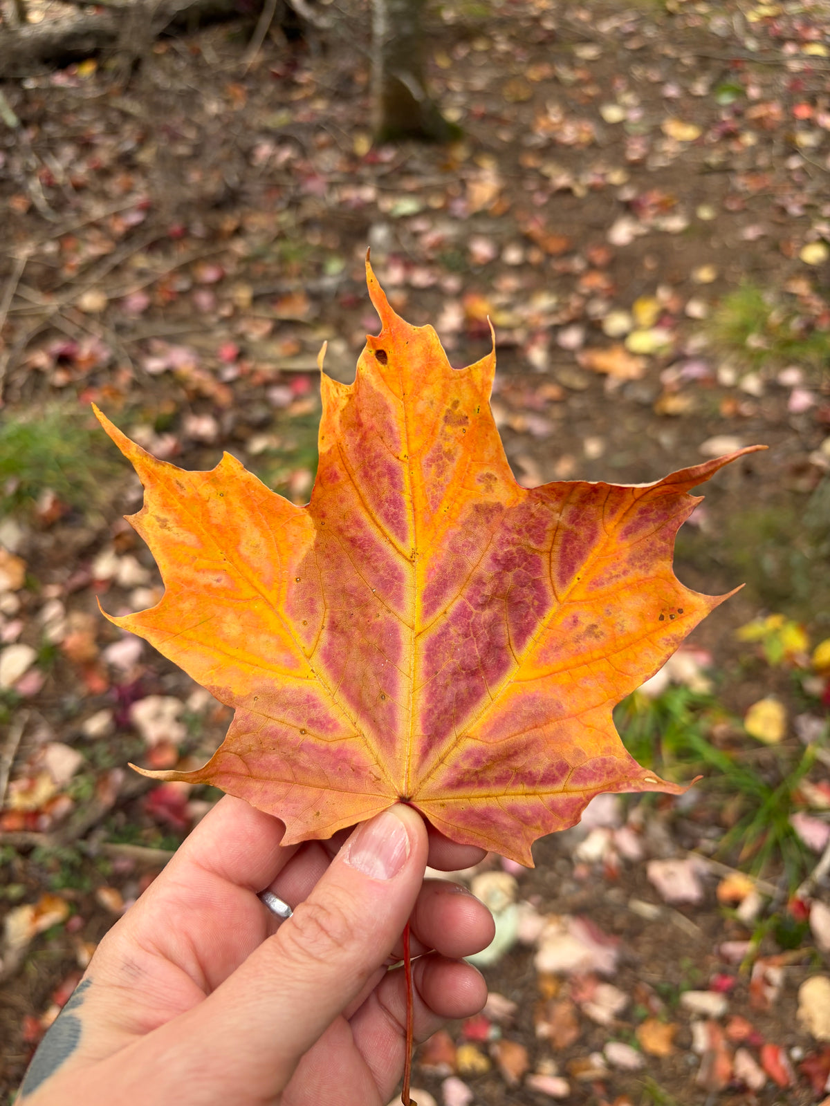 Fall Drop!