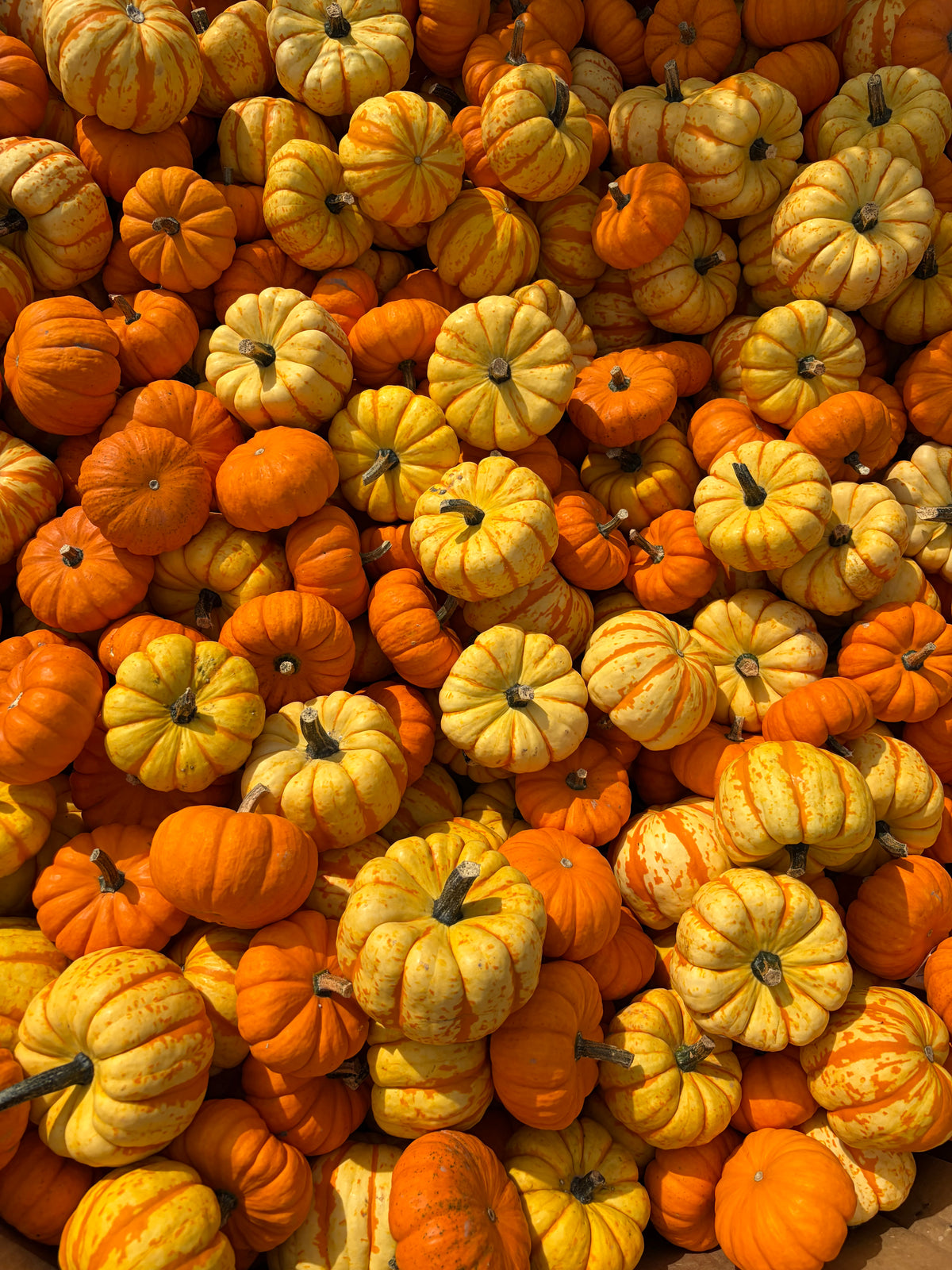 Pumpkin Patch